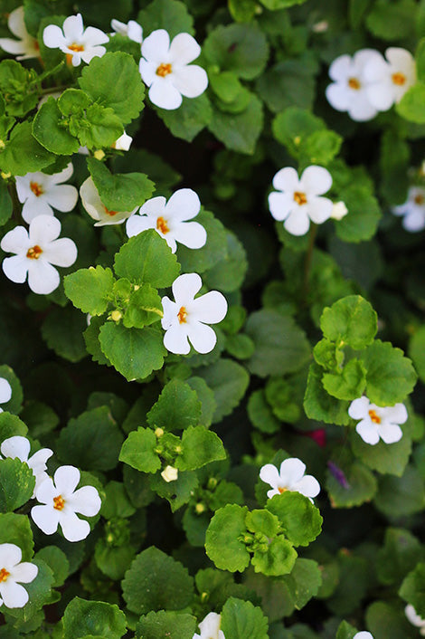 Suplementos con Bacopa monnieri