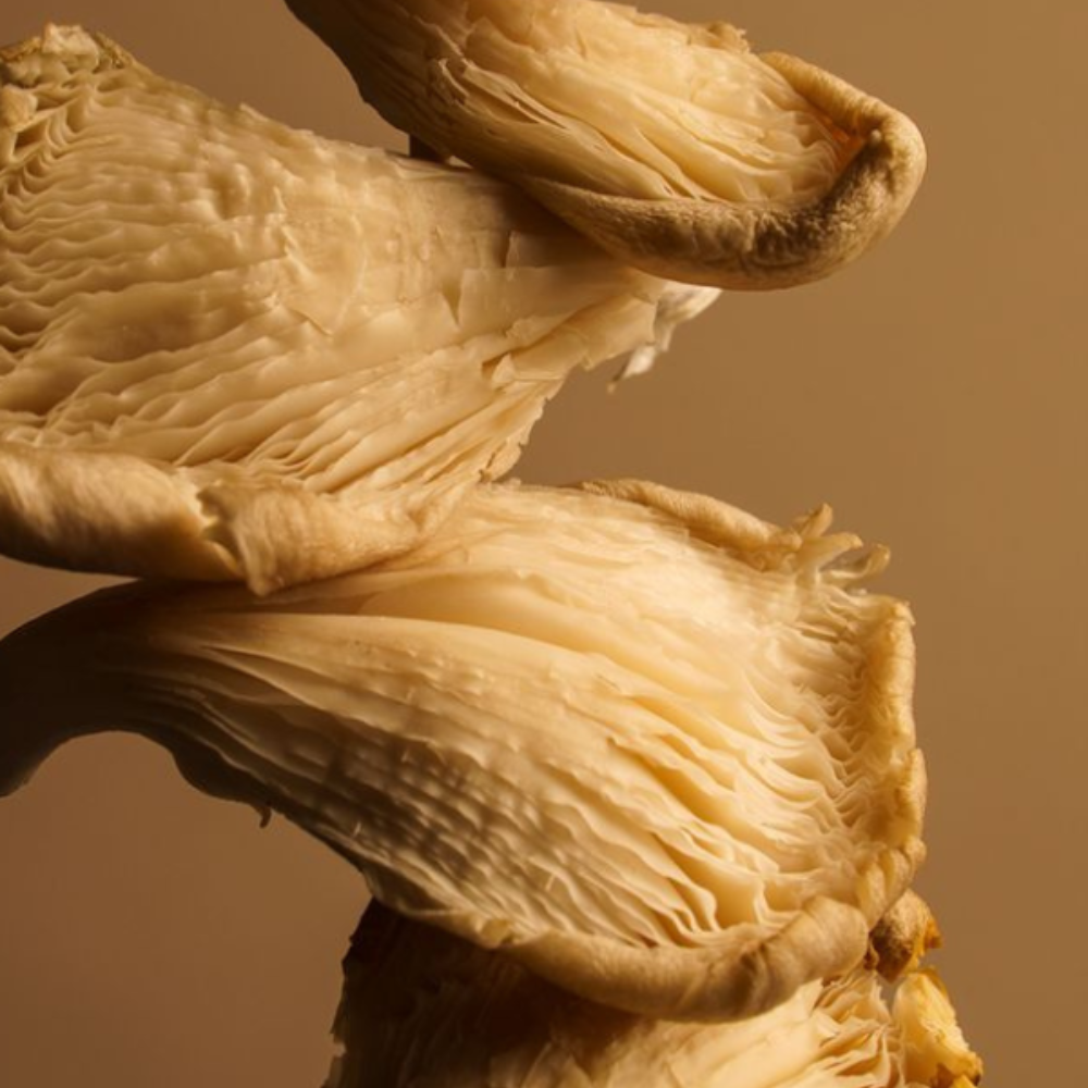 Suplementos con Reishi