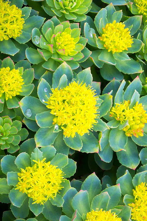 Suplementos con Rhodiola rosea