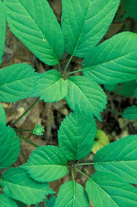 Suplementos con Panax ginseng