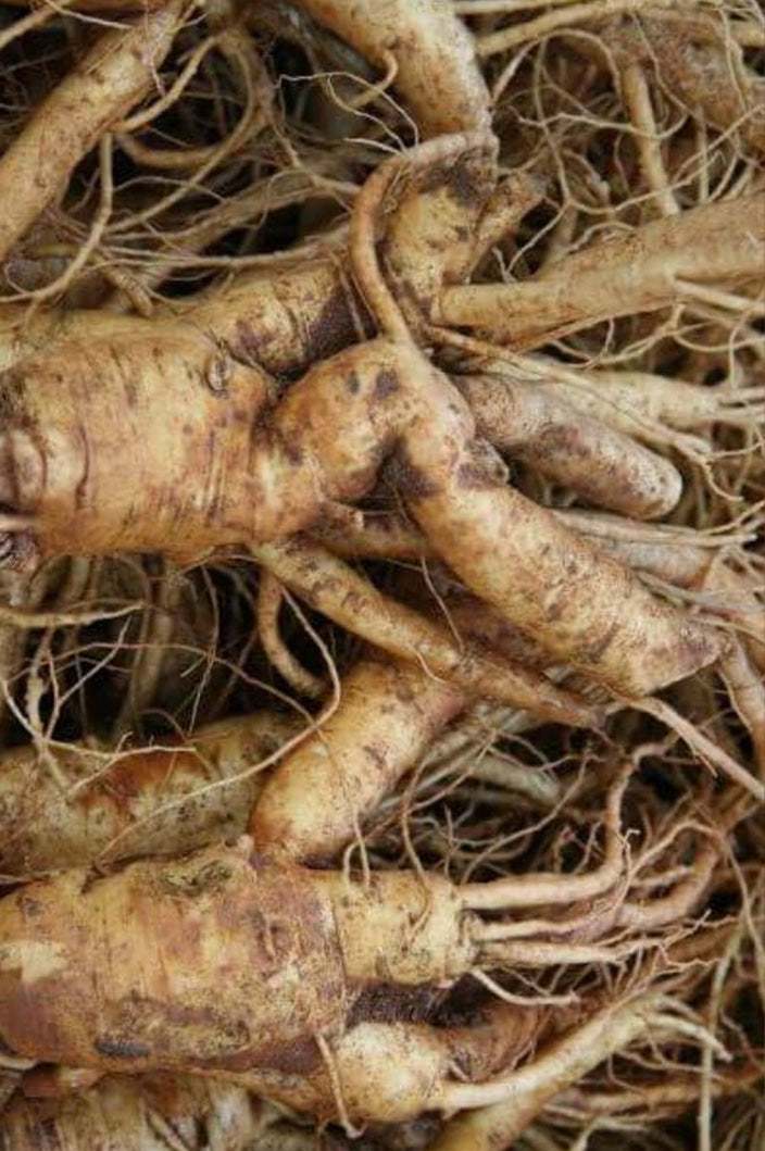 Suplementos con Ginseng rojo coreano