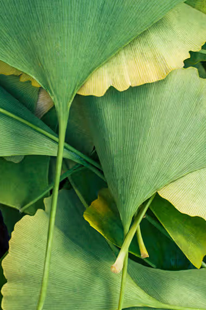 Suplementos con Ginkgo biloba