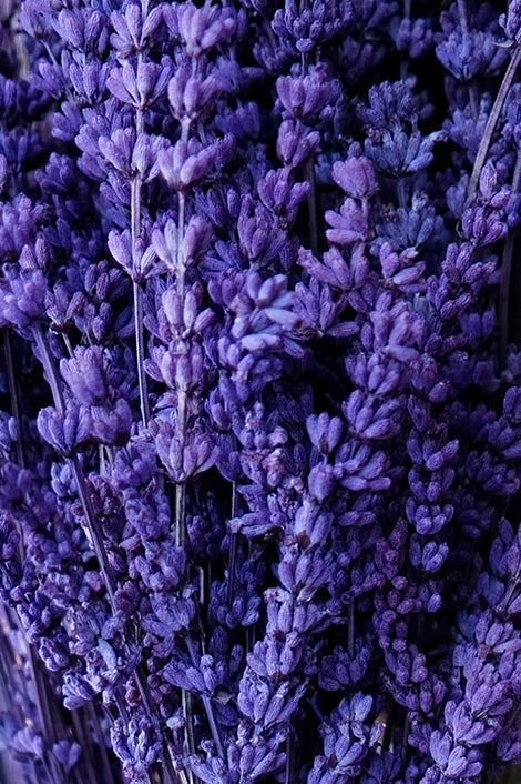 Suplementos con Lavanda