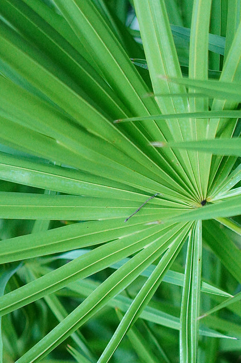 Suplementos con Saw palmetto