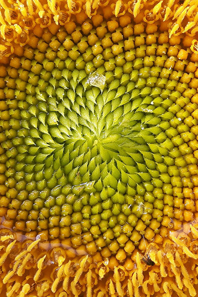 Vitamina E